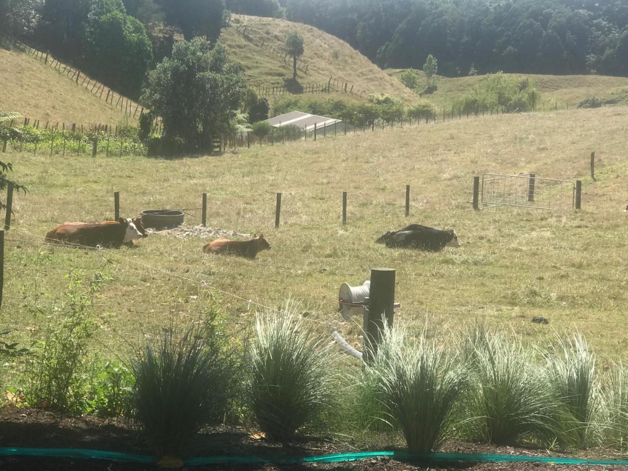 Pukeko Lodge Bnb นิวพลีมัธ ภายนอก รูปภาพ